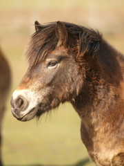Fototapeta premium Exmoor Pony Headshot