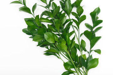Green Plant branch on white background, eco concept