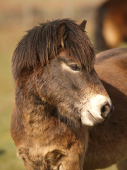 Exmoor Pony Headshot