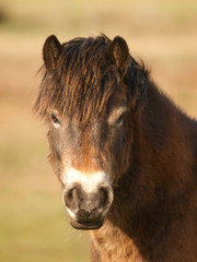 Fototapeta premium Exmoor Pony Headshot