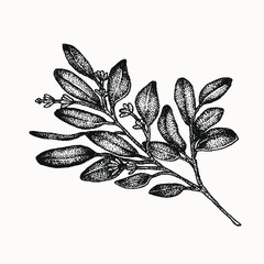 seeded eucalyptus botanical hand drawn isolated vector artwork. Trending greenery illustrations for wedding. Drawing for your creative projects, tattoo, posters, floral compositions, graphic design.