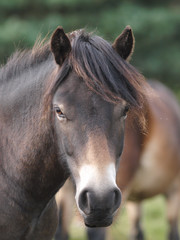 Obraz na płótnie Canvas Exmoor Pony Headshot