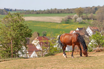 Pferd Landschaft Fuchs Wiese Dorf Koppel