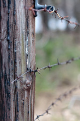 Old wooden post with rusty barbed wire in the forest, photographed close-up