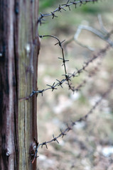 Old wooden post with rusty barbed wire in the forest, photographed close-up