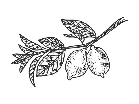 lemon branch with fruits sketch engraving vector illustration. T-shirt apparel print design. Scratch board imitation. Black and white hand drawn image.