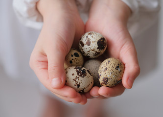Quail eggs in hands of little girl in white dress. Top view.
