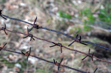 Rusty barbed wire in the forest, photographed close-up