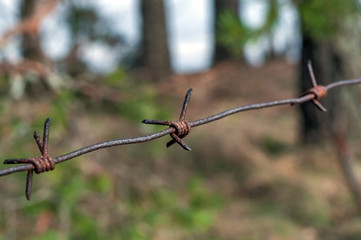 Rusty barbed wire in the forest, photographed close-up