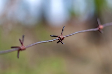 Rusty barbed wire in the forest, photographed close-up