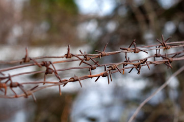Rusty barbed wire in the forest, photographed close-up