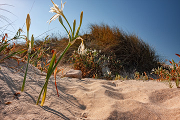 Sea lilies blooming among the spontaneous vegetation of the coast of Formentera in the Balearic...