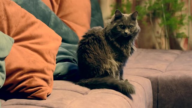 Grey domestic cat (Nebelung breed female) sits on a large home sofa, looks around, and yawns.