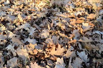 autumn leaves on ground