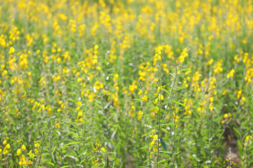 Crotalaria juncea yellow flower blowing in the wind