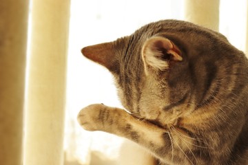 泣く猫花粉症で目がかゆい猫アメリカンショートヘア。Crying cat hay fever and itchy eyes american shorthair.