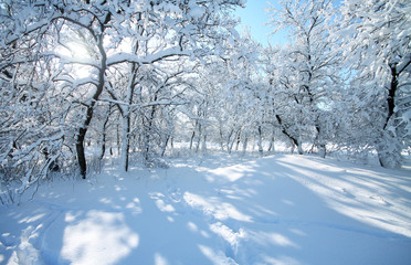 winter landscape photo