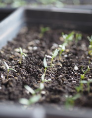 The first early shoots of seedlings of tomato and pepper in boxes at home. We are preparing for planting gardens. Background for botany and agriculture.