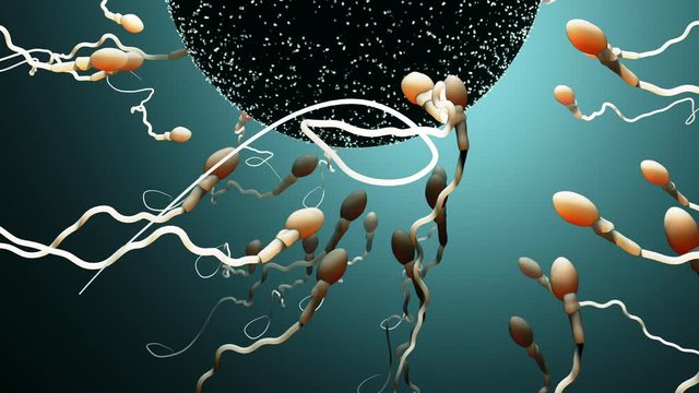 Fertilization, sperm marathon to fertilize the egg