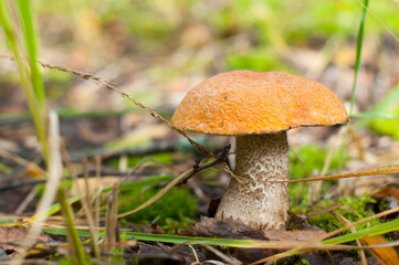 Large mushroom orange-cap boletus in the forest