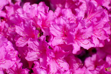 Obraz na płótnie Canvas Bright pink rhododendron flowers closeup