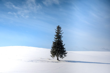 tree in snow