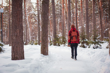 Fototapeta na wymiar Male tourist with backpack walks on snow pine forest. Guy hiking at nature. Concept of winter holiday or vacation..