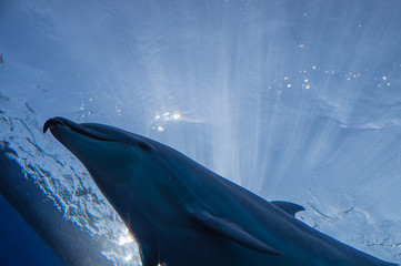 Dolphins