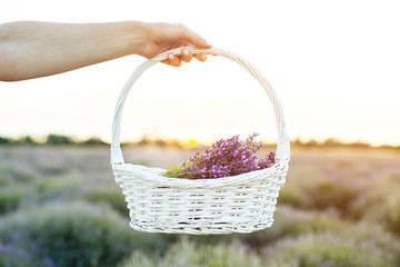 Fototapeta na wymiar Women's hand holding a basket filled with lavender flowers. Harvest time