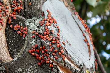 Redbug family after hibernation in search of food and a couple.