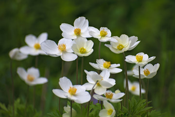 The meadow of beautiful white anemone flowers.