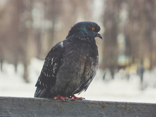 pigeon sitting alone on a black fence.