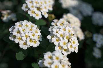 Sprig of beautiful white small spirea flowers