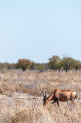 Closeup of a Red Hartebeest - Alcelaphus buselaphus Caama- also known as the Kongoni, or Cape Hartebeest on the plains of Etosha National Park.