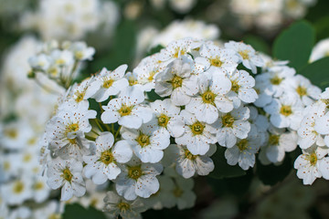 Inflorescence of small whight spirea flowers