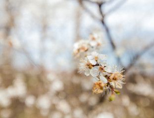 Spring Tree Blossom