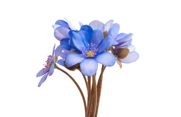 Hepatica Nobilis isolated