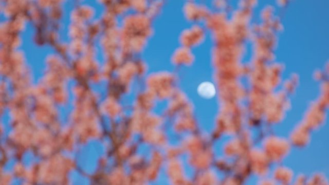 Alive pink flowers on a beautiful tree in natural nature. Moon on a blue Sky and Almond Blossoms The buds give the smell and taste of spring shot URSA 4.6K 