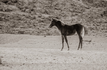 Animals Serie