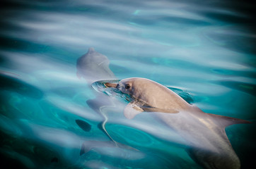 Animals Serie © In-Picture