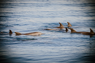 Animals Serie © In-Picture