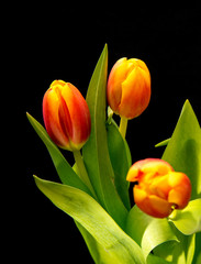 Tulip flower isolated on a black background, close up, space for text, background, advertising, isolated, copy space,