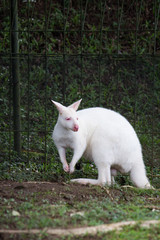 Albino kangaroo