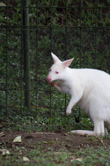 Naklejka na ściany i meble Albino kangaroo