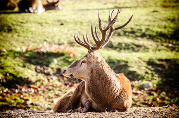 Animals Serie