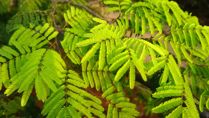 Green fern plants in garden