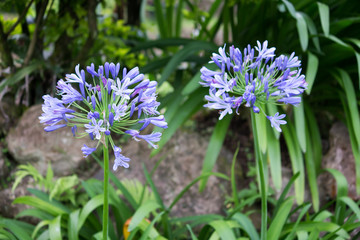 Agapanthus or African lily, is a lily flower originating from Africa.