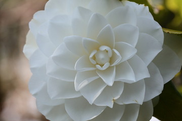 椿