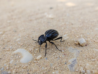 Escarabajo negro común caminando por el suelo 