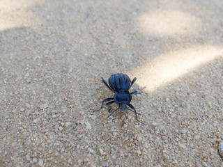 Escarabajo negro común caminando por el suelo 